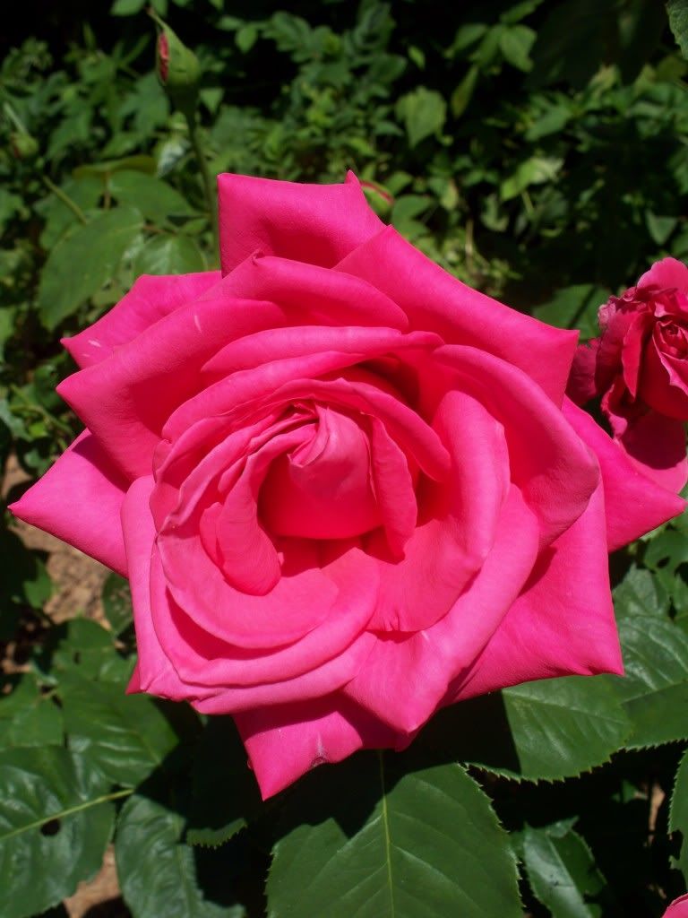 'Miss All American Beauty' Hybrid Tea Rose